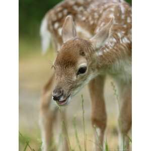  Fallow Deer, Portrait of Very Young Fawn, Sussex, UK 
