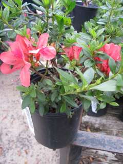 Azalea, Duc De Rohan, 1 gal plant Pretty Pink flowers  