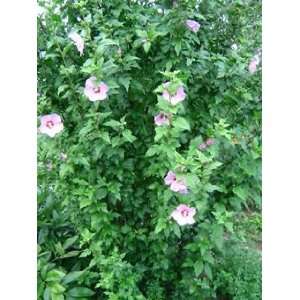  5 Rose of Sharon 1 2 bareroot tree Patio, Lawn & Garden