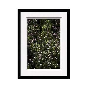  Dianthus Flowers Blackwood Australia Framed Giclee Print 