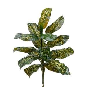  27.5 EVA Dieffenbachia Plant Green Variegated (Pack of 12 