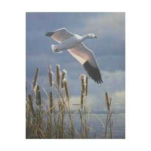  Daniel Smith   Solitary Snow Goose Artists Proof