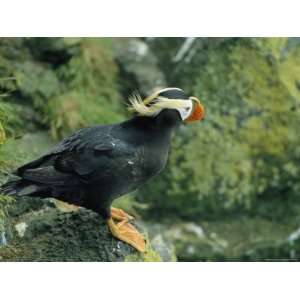  A Tufted Puffin in its Summer Breeding Plumage 