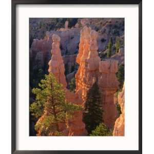 com Pinnacles and Ponderosa Pines at Sunrise, Fairyland Canyon, Bryce 