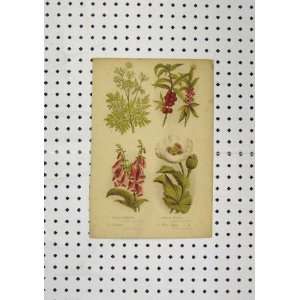  C1850 Colour Print Plants Hemlock White Poppy Foxglove 