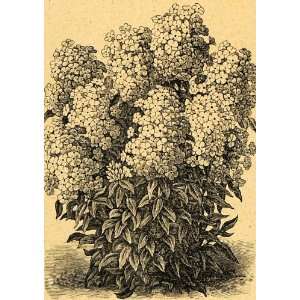  1893 Print Perennial Phloxes Flowers Art Herbaceous 