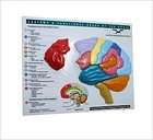   Norton Series on Interpersonal Neurobiol (2009, Other, merchandize