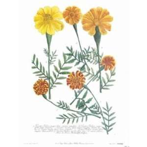  Tagetes Indica Canv    Print