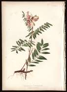 1879 Antique Floral Print Goats Rue Medicinal Aid Flowers & Ferns of 