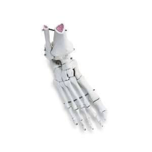 3B Scientific A31R Human Right Foot and Ankle Skeleton Model  