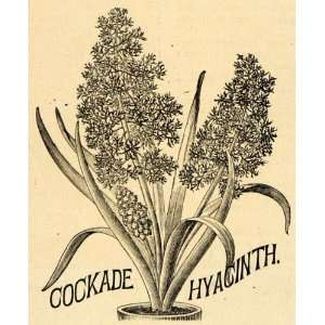  1896 Print Cockade Hyacinth Flowers Asparagaceae Family 