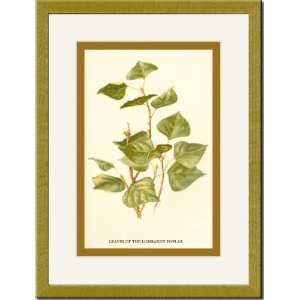   /Matted Print 17x23, Leaves of The Lombardy Poplar