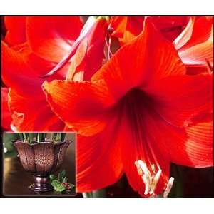  Amaryllis Red Lion Trio in Ribbed Metal Urn   New Patio 