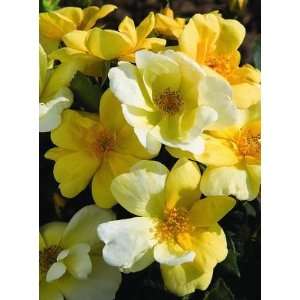  Sunny Knock Out (own root) (Rosa Landscape/Shrub)   Bare Root Rose 