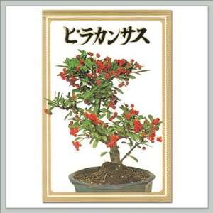  Joebonsai Japanese Firethorn Seeds Patio, Lawn & Garden