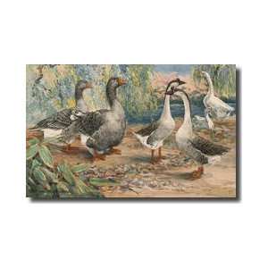  Pair Of Toulouse Geese And Chinese Geese Giclee Print 