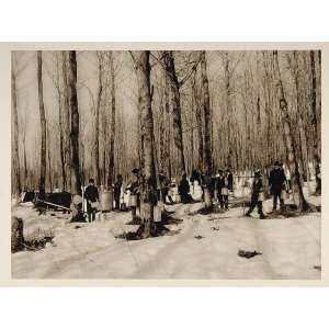 1926 Maple Sugaring Sap Quebec Canada Photogravure NICE   Original 