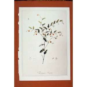  Chorisema Flower Holly Plant Color Art Fine Old Print 