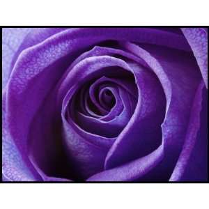  Purple Rose postage stamps