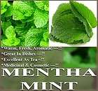   MINT MENTHA SEEDS Medicinal Cosmetic FRAGRANT & WARM ~ Great Tea