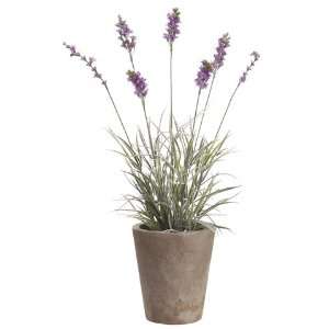 17 Lavender Plant in Paper Mache Pot Lavender (Pack of 4 