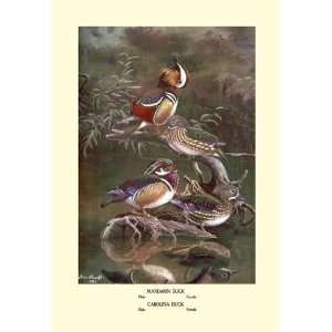   Mandarin and Carolina Ducks 12x18 Giclee on canvas