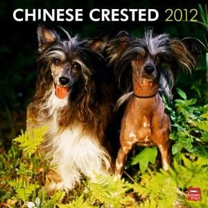  Chinese Crested 2012 Wall Calendar 12 X 12 Office 
