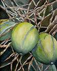 14 x 11 coconuts tropical fruits original watercolor art 20