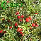 TAXUS BACCATA English Yew seeds, great for Bonsai Hedge