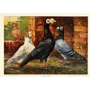  1926 Print Pigeon Barb Carrier Dragoon Breed Fancy Fauna 