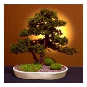 Preserved Juniper Bonsai Tree   Upright Grocery & Gourmet Food