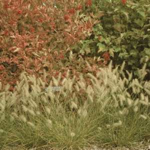  Grass, Pennisetum a. Hameln Patio, Lawn & Garden