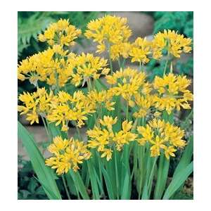  Allium   Moly Patio, Lawn & Garden