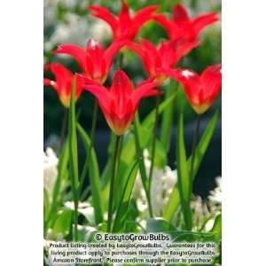    Tulips Dyanito   10 large bulbs   12+ cm Patio, Lawn & Garden