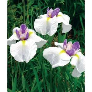  Queens Tiara Iris Ensata Water Plant Patio, Lawn & Garden