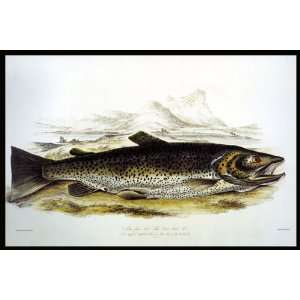 Brown Trout by William Jardine, 1840 Poster 18x24 Reprint NEW