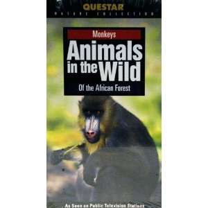  Animals in the Wild Monkeys of the African Forest 
