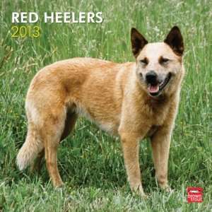  Red Heelers 2013 Wall Calendar 12 X 12