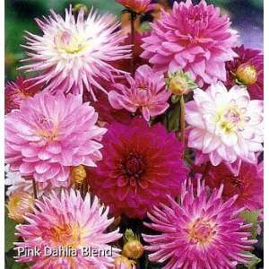  Pink Dahlia Blend 4 Tubers   NEW   Lovely Shades Patio 