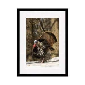 Wild Turkey In Woods Framed Giclee Print