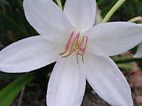 Crinum Lily, Carolina Beauty, blooming size  