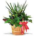 Plants   Buy Evergreens, Bonsai Trees, & Tropical 