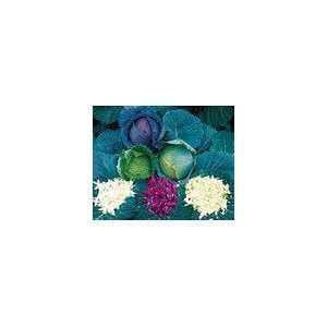    Cabbage Parks All Purpose Blend Seeds Patio, Lawn & Garden