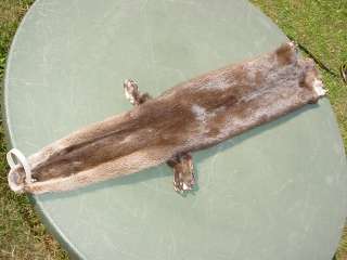 Missouri River Otter pelt. CITES tag # MO 0001205 51 inches tip to tip 