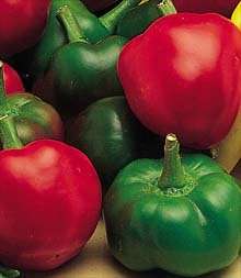 Red Cherry Large Pepper Seeds   30  