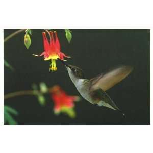  Hummingbird   Card for Collectors 