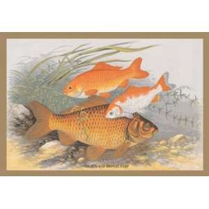  Golden and Bronze Carp 12x18 Giclee on canvas