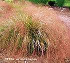 stipa arundinacea pheasant grass 1 pkt x 100 seeds location united 