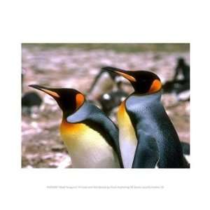  Male Penguins Poster (10.00 x 8.00)