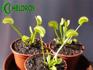 Offered plants VFT DENTATE – summer pictures.